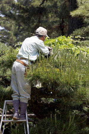 植木職人